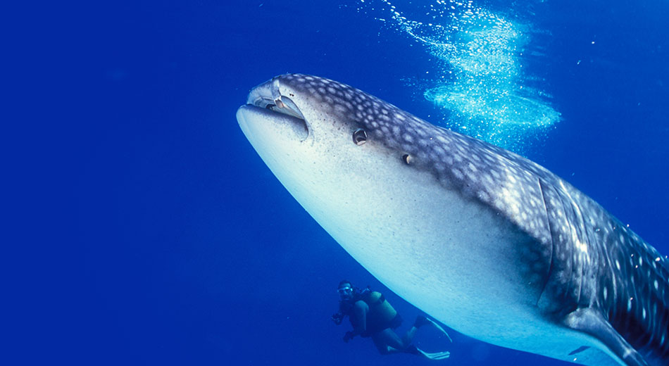 One & Only Reethi Rah Maldives - Whale Shark Adventure