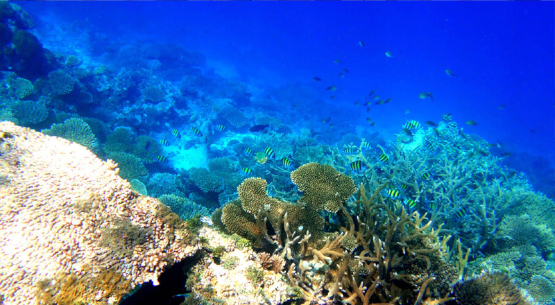 Amari Havodda Maldives - Scuba Diving