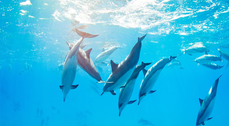 Angsana Ihuru Island Maldives - Dolphin Cruising