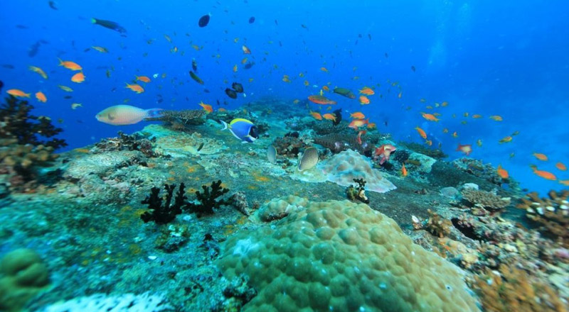 Angsana Ihuru Island Maldives - Marine Life