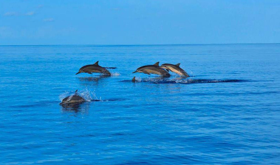 Angsana Velavaru Resort - Dolphin Watch