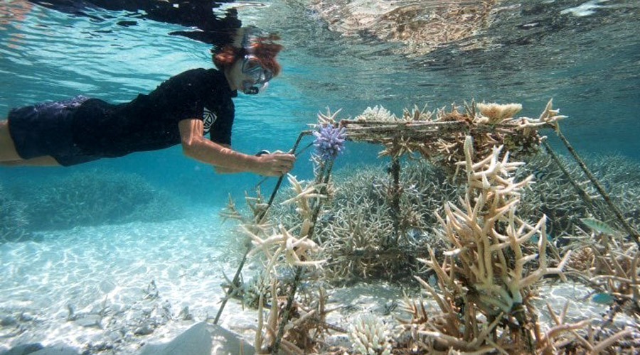 Coco Bodu Hithi Resort Maldives - Coral Nurseries