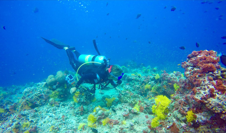 Coco Palm Dhuni Kolhu Maldives - Marine Biologist