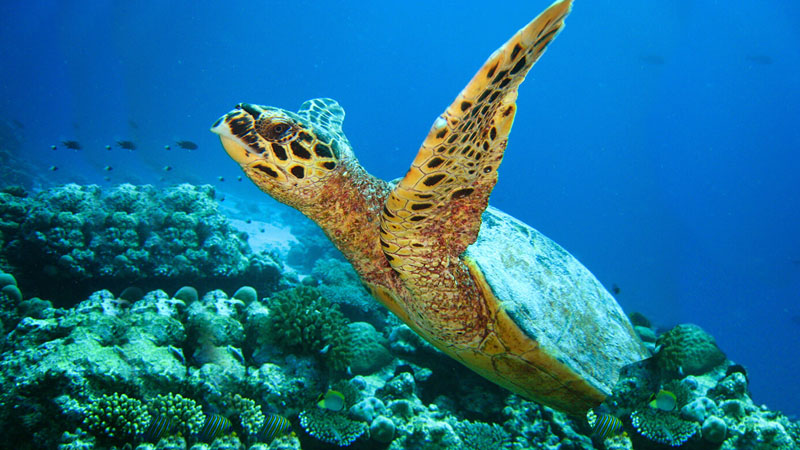 JA Manafaru Maldives - Diving & Marine Life
