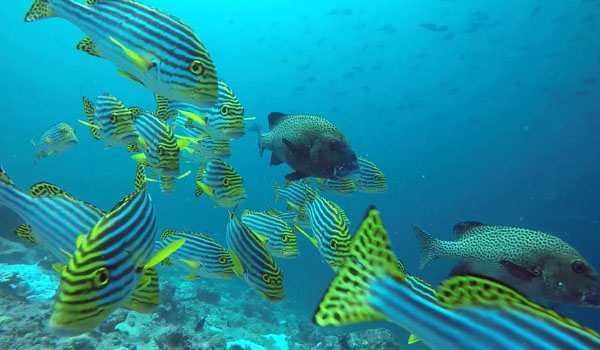 Medhufushi Island Resort - Diving