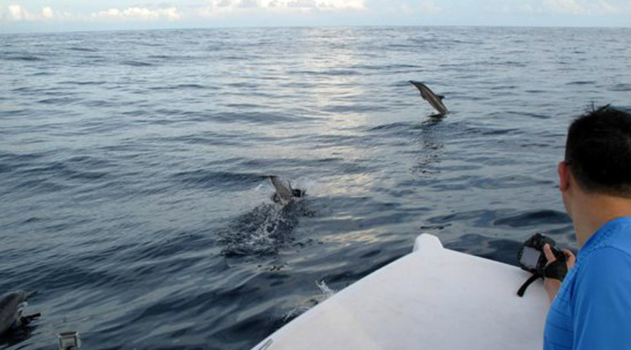 Park Hyatt Maldives Hadahaa Maldives - Lucky Dolphin Cruise