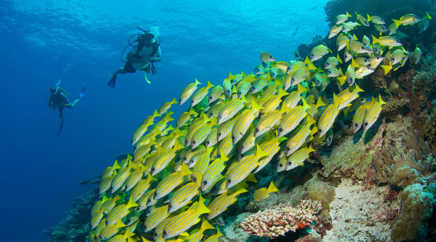 Six Senses Laamu Maldives - Diving
