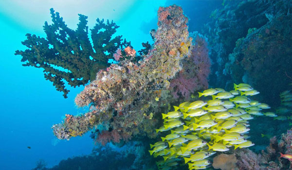 Sun Aqua Vilu Reef - Diving