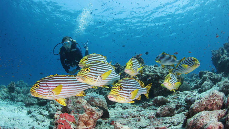 Veligandu Island Resort & SPA Scuba Diving