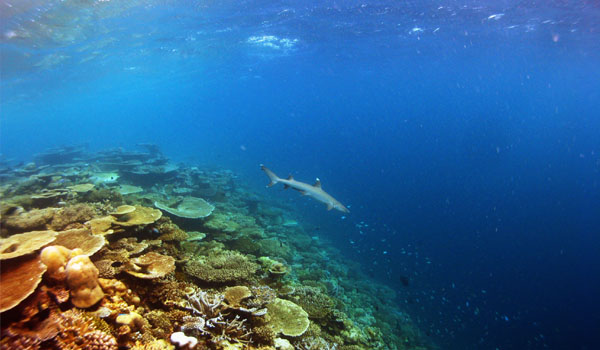 W Maldives Marriott - Diving